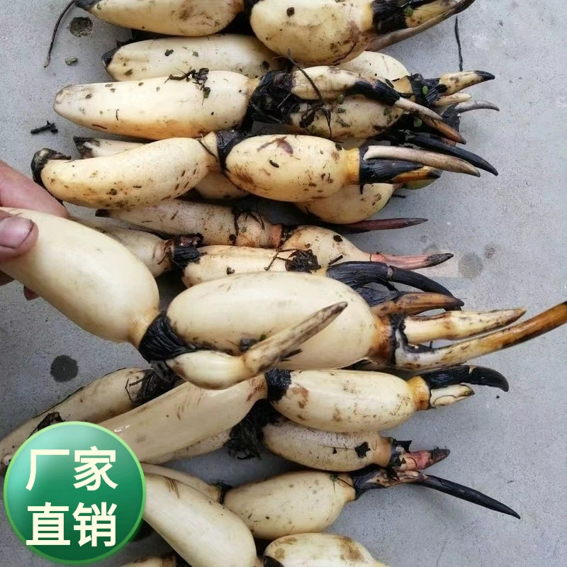 Съедобные саженцы из корня лотоса, крупномасштабные съедобные саженцы из корня лотоса, съедобные декоративные саженцы из корня лотоса, саженцы из корня лотоса