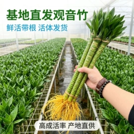 盆栽;种子;树苗