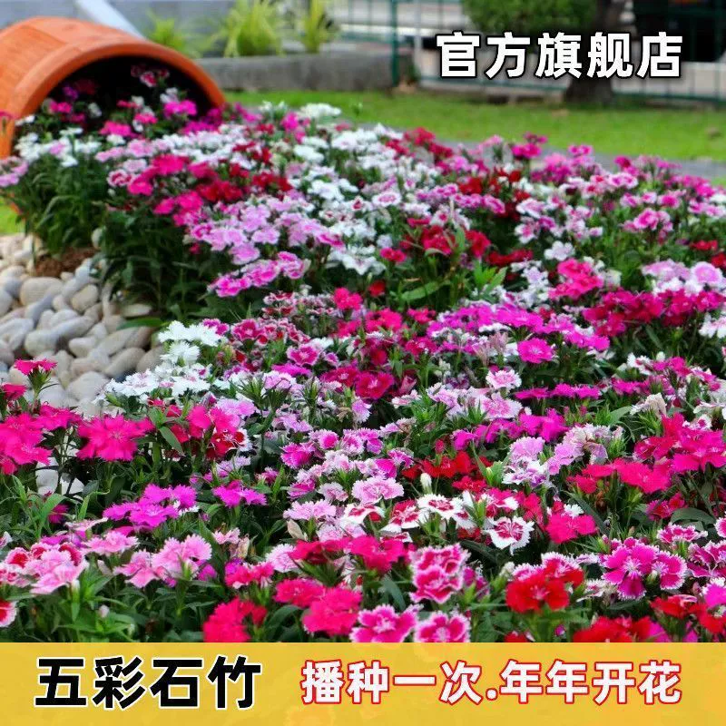 Смешанные разноцветные семена диантуса, многолетник для всех сезонов, морозостойкий цветочный и травяной комбинированный цветочный двор на открытом воздухе, весеннее и осеннее посевы.