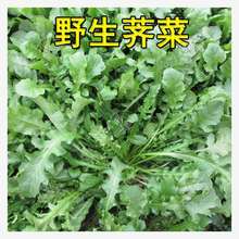 大叶野生荠菜种籽种子孑菜籽籽种蒲公英苗地菜马齿苋四季野菜蔬菜