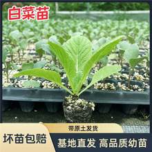 �S�Ĵ�ײ������m�������޲�������{�n�S�N���ͺ��ﶬ�����߲���