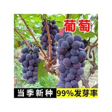 ���ѷN�� �߲� ���Թ����̨ˮ���Y�����ѷN�� ���ӷN�� ���ܷN��