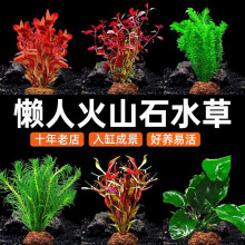 ��ɽʯˮ�ݽM���ײ�С��ˮ��ֲ���쾰��ˮ�r����ë��ˮ�ݵ�ˮ����