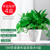 Green Potted Planting Room New House Houses absorb formaldehyde purifying air hydraulic green plant flowers, long vine green dill