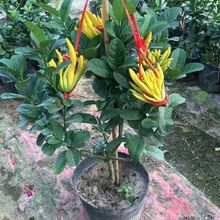 ������������ڷ����҃��辰�^��ֲ�ﻨ�ܷ��ָ̘�ǧ�玧����