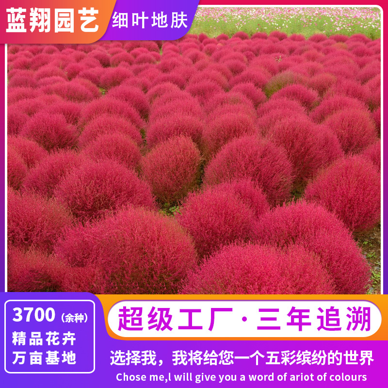 厂家直销细叶地肤花卉种子扫帚草花种子庭院花海易种植种子批发