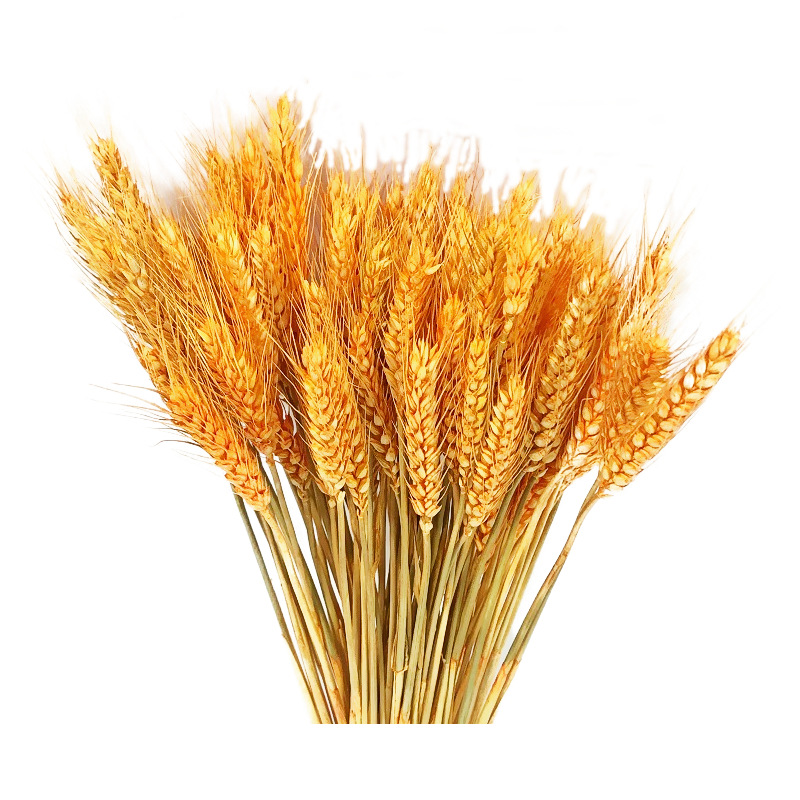 Golden Wheat Natural Ear of Wheat Dried Flowers Bouquet Opening Flower Basket Decoration Barley Decoration Photo Props Chinese New Year Decoration