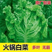 偰ײ˷N~o＾~ײ߲˷N