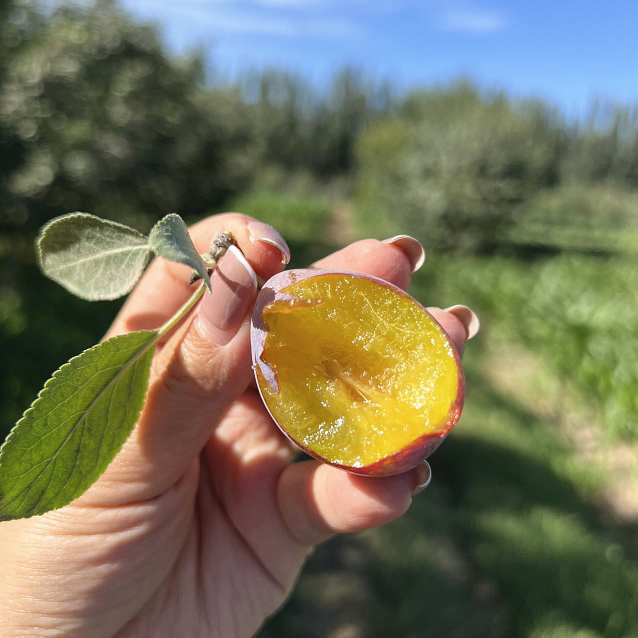 de0f6ba8298fceaca3cb72cd445f50