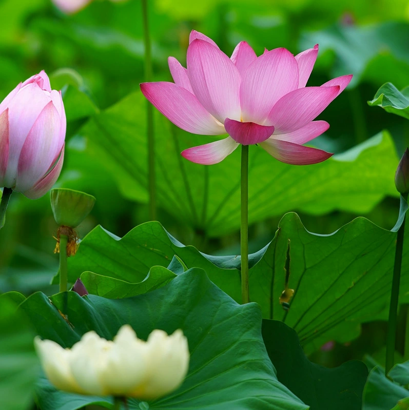 Лотос в горшке гидропонная рассада корня лотоса Лотос съедобный Four Seasons декоративные Водяные лилии чаша для гидропонных растений рассада корня лотоса