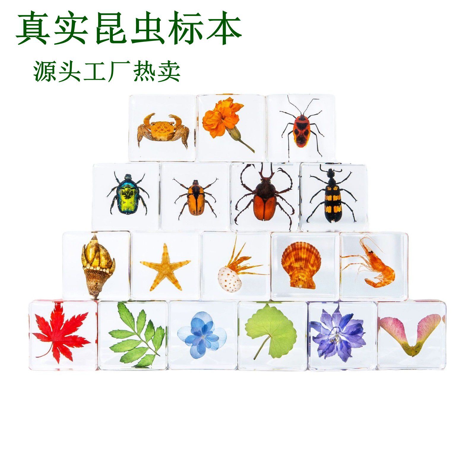 千帆源头工厂真实昆虫标本树脂滴胶玩具蜘蛛蝎子儿童研学礼品摆件