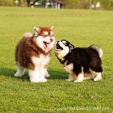 纯种阿拉斯加活体幼犬巨型犬灰桃黑红棕阿拉斯加雪橇犬宠物狗狗