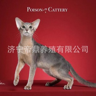 ؈����w�������၆؈����w��؈Ӣ���{؈���{��؈�ϼ�����؈���w