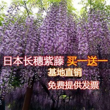 �ձ��L�������}��������ֲ���������ٻ����������Ϙ��ļ��_��ͥԺ