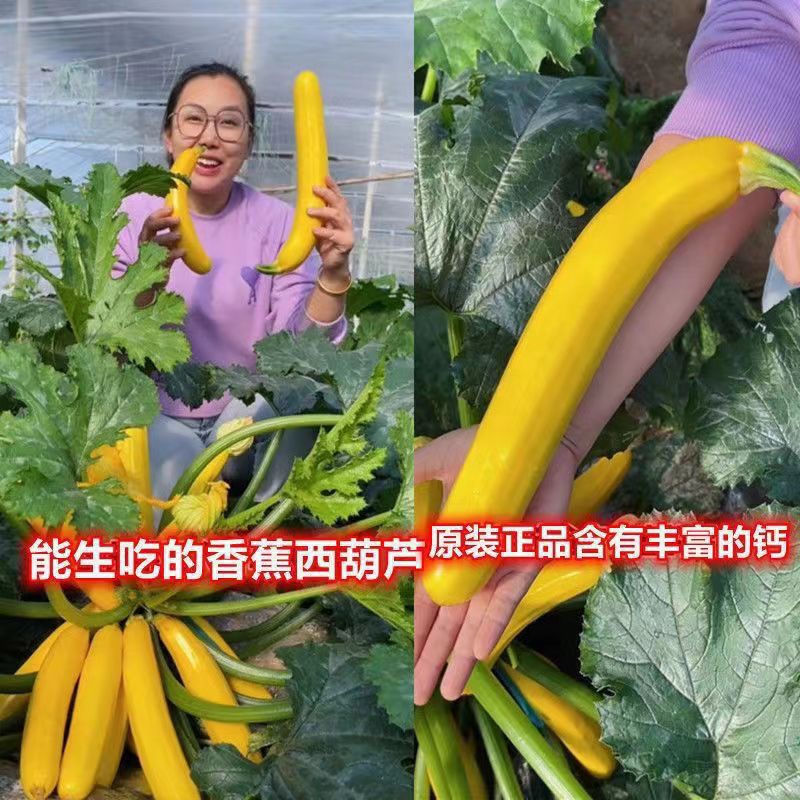 香蕉西葫芦种子黄色金皮香蕉瓜种籽高产生吃阳台盆栽四季蔬菜种