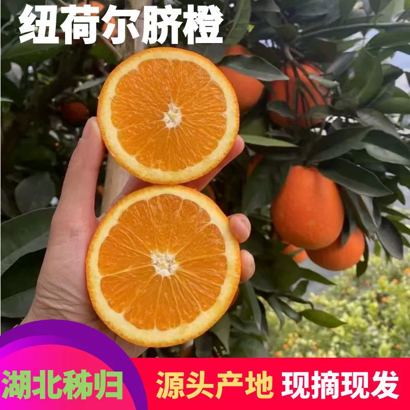 Оптовые апельсины из Цигуи, апельсины Нью-Холланд навел для соков, подходят для фруктовых ларьков и кафе с молочными напитками, свежие сезонные сочные фрукты.