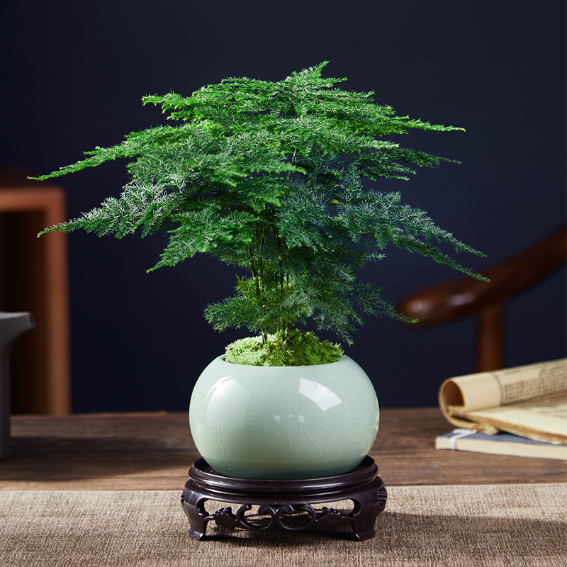 고급 아스파라거스 + 아이스 글레이즈 라이트 그린 포트 + 둥근 바닥 + 이끼 + 비료