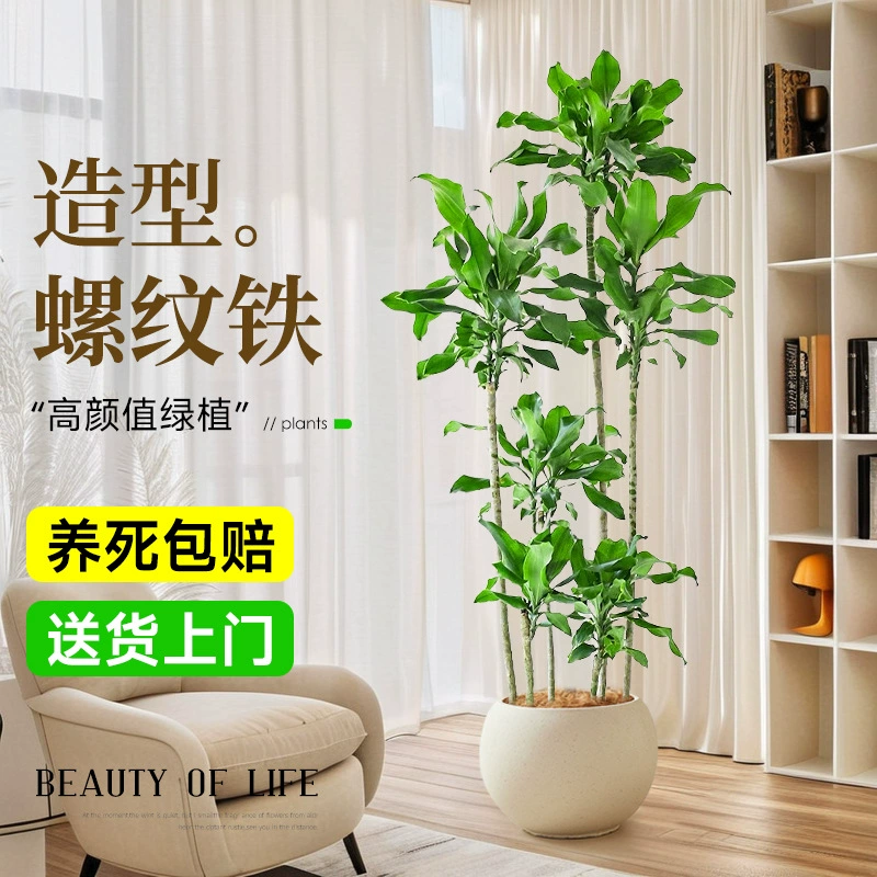 Железное растение с резьбой в горшке для дома, гостиной, офиса, дерево крови дракона, большое зеленое растение, простое в обслуживании, напольные настоящие цветы в любое время года