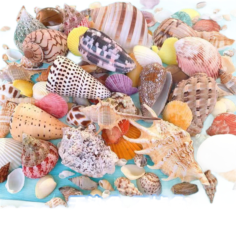 Conchas naturales, estrellas de mar, acuario, paisajismo, decoración, cangrejo de huésped, artesanía de cambio de conchas, coleccion de pequeños regalos