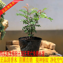 红芽真品云南清香木清香树小苗驱蚊虫绿植盆栽室内外四赵之周