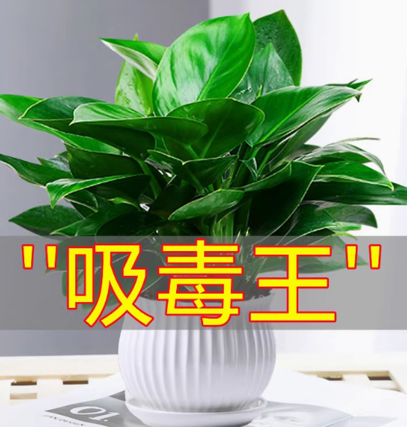 金鑽110 # 【1盆-3顆】(25-30cm+1個白色豎細紋陶瓷盤含託)
