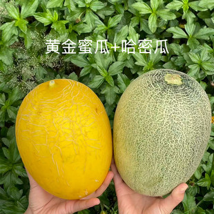 �Fժ�F�l���Ϲ��ܹϾW�y���S���۹������4�ϽM�����rˮ���a��