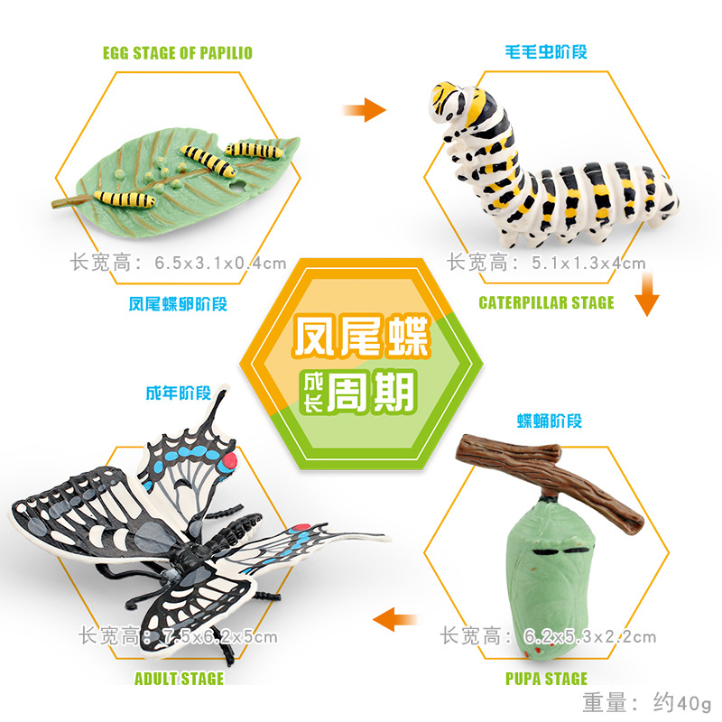 Modelo animal de simulación al por mayor de pollo pato ganso mariposa tortuga Rana ciclo de crecimiento Montessori material didáctico adornos hechos a mano