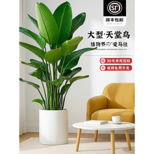 天堂鸟 盆栽客厅绿植室内大型植物真鹤望兰办公室高级落地好养