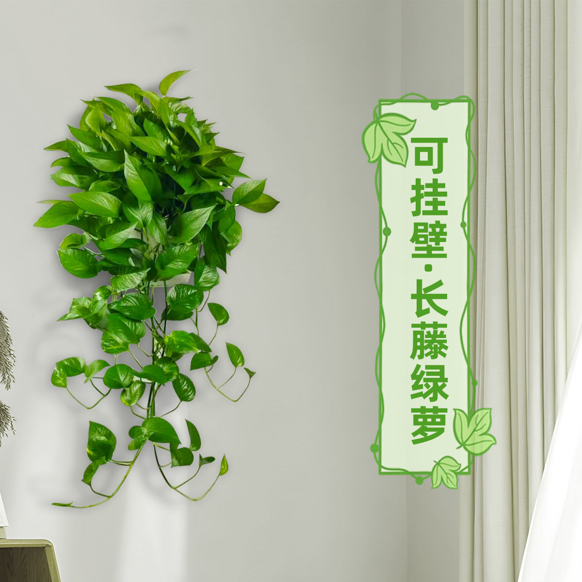 新款壁挂绿萝长藤盆栽吸甲醛净化空气办公玄关挂墙植物家庭免打孔