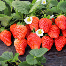 草莓種子批發定制 四季盆栽奶油草莓 白草莓 紅草莓包裝規格定制