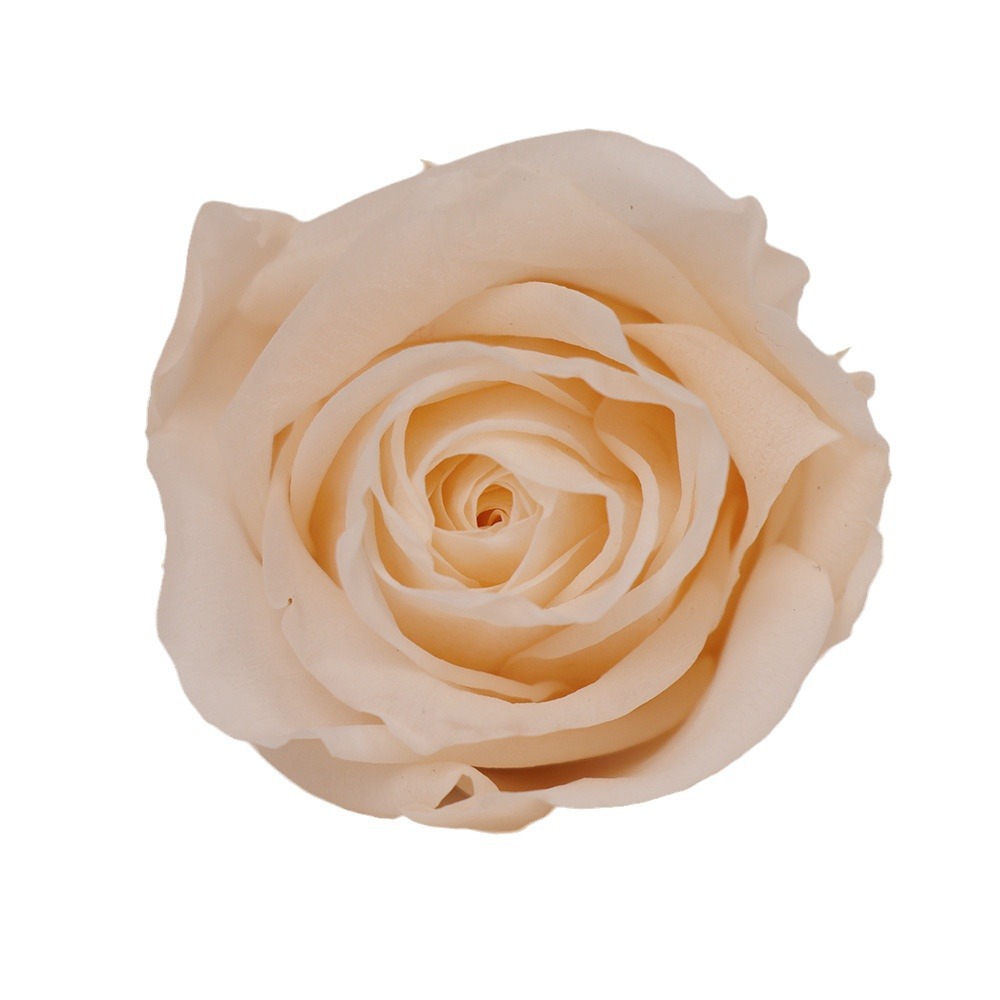 Clase B Flor eterna Rosa 2 3cm Día de San Valentín chino Flor eterna al por mayor DIY Yunnan 520 Regalo del día de la madre