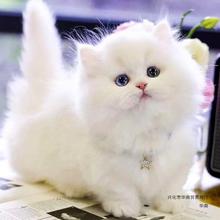 纯种银白拿破仑矮脚猫幼崽短腿幼小猫咪活物活体纯白长毛金色宠物