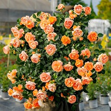 ��Ş���¼��������Ԏ�������֭�̨С�����ٻ���ֲ��