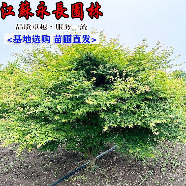 苗圃直供乔木鸡爪槭树苗规格齐全 别墅庭院花园绿荫美观工程用苗