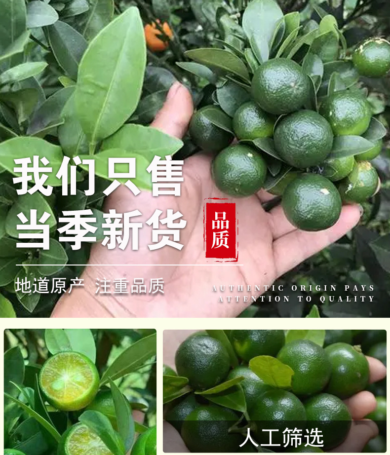 Freeze-Dried Green Kumquat (Fortunella hindsii) — Cold-Brew Fruit Tea, 100g Pouch specifications