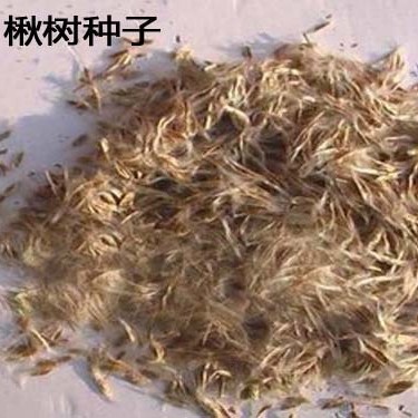 楸树种子梓树种子金丝楸种子臭梧桐种子黄花楸水桐楸河楸梓桐种子