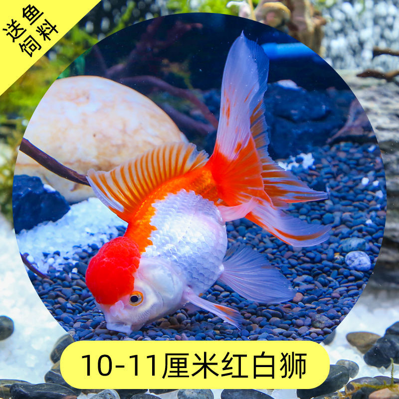 Read the galloping taboo 彂鍏 娲 娲 board