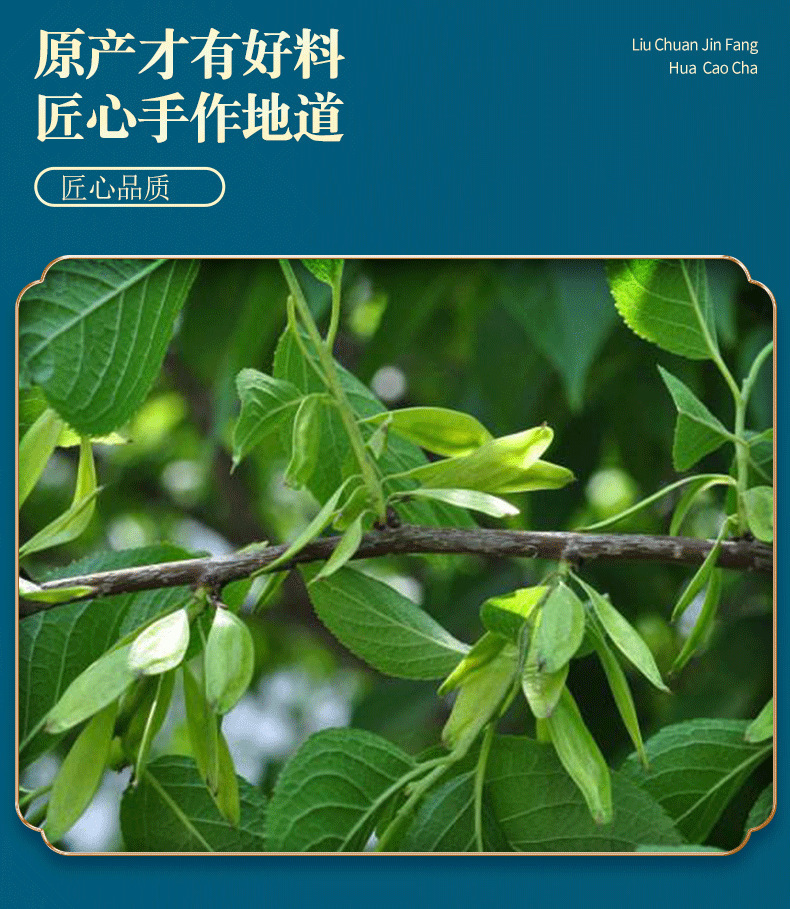 杜仲叶_06.png