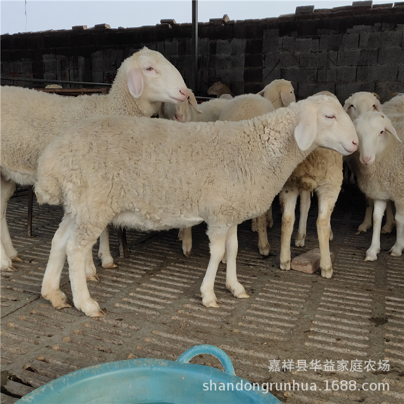 小尾寒羊
