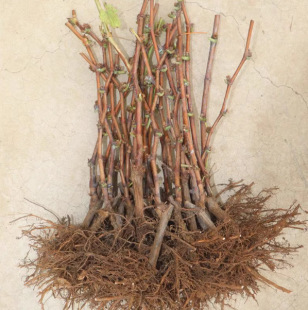 ���ј���ꖹ�õ���{��ʯͥ�̨Ժ�Nֲ���䎧�������ϱ�������Y��