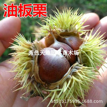 �������t�ۼ޽����������Ϸ��������ԷNֲ����Y�������ӹ�����