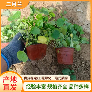 February Orchid Seeds Perennial Perennial Easy-To-Live Flower Seeds Courtyard Shade-Tolerant and Cold-Resistant Living Room Indoor Potted Plants