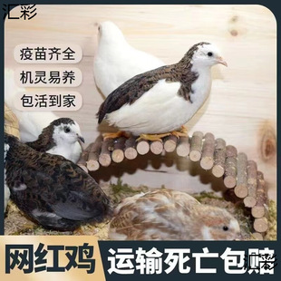 �J���u���u�W�t�����µ��u�����^�p�uȫɫϵ���B�����u�����u