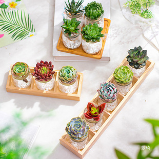 ����ֲ��M��С���Ի����k���҃�����������������ˮ��Gֲ����