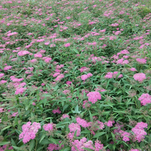 批发粉花绣线菊工程苗 红花绣线菊 麻叶柳叶青叶绣线菊苗开花色块