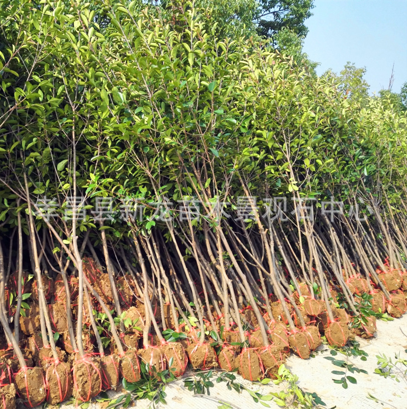 批发独杆红叶石楠球道路风景树点缀苗工程道路绿化苗木红叶石楠球