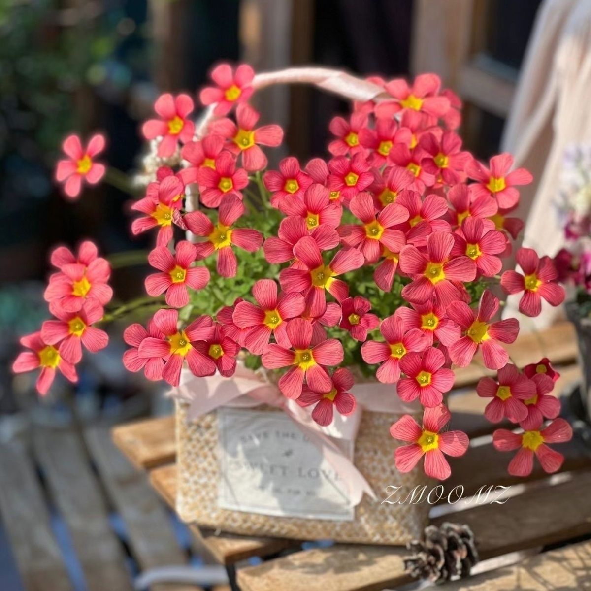 ob系列酢浆草种球根种子多年生室内外花卉好养易活观花植物酢浆草