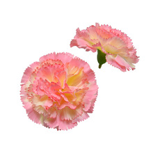 ���滨�羳���Ndiy���ϰ������仨8cm����ܰ����Wʿñ�b����컨