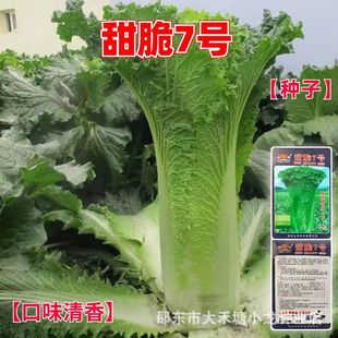 甜脆7号白菜种子青麻叶秋冬直筒包心白菜蔬菜籽绍菜山东大白菜种-阿里巴巴
