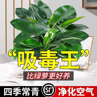 �������ֲ���K����k���҃ȑ��˺��B���ˮ����~�Gֲ����ֲ��
